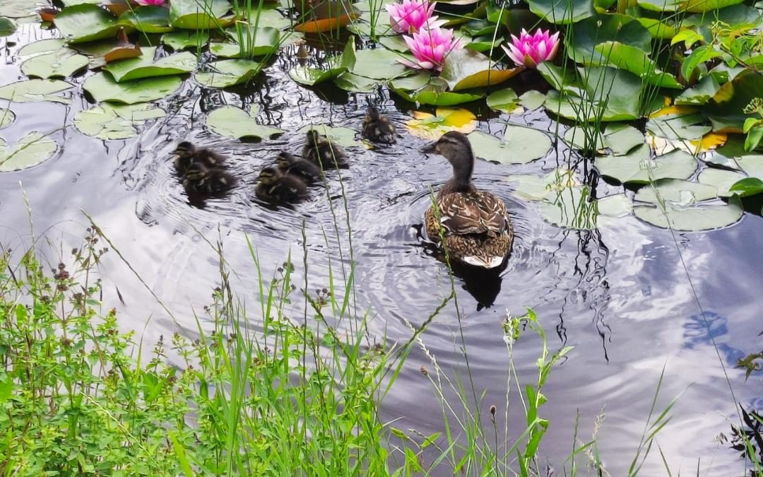 Junge Enten im Schulgarten